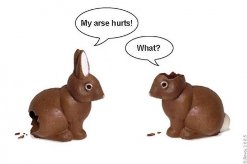 funny bunny pictures. funny easter unny pictures
